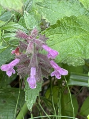 Stachys chamissonis