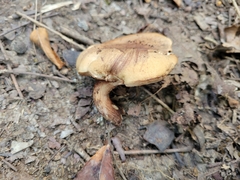 Gyroporus castaneus
