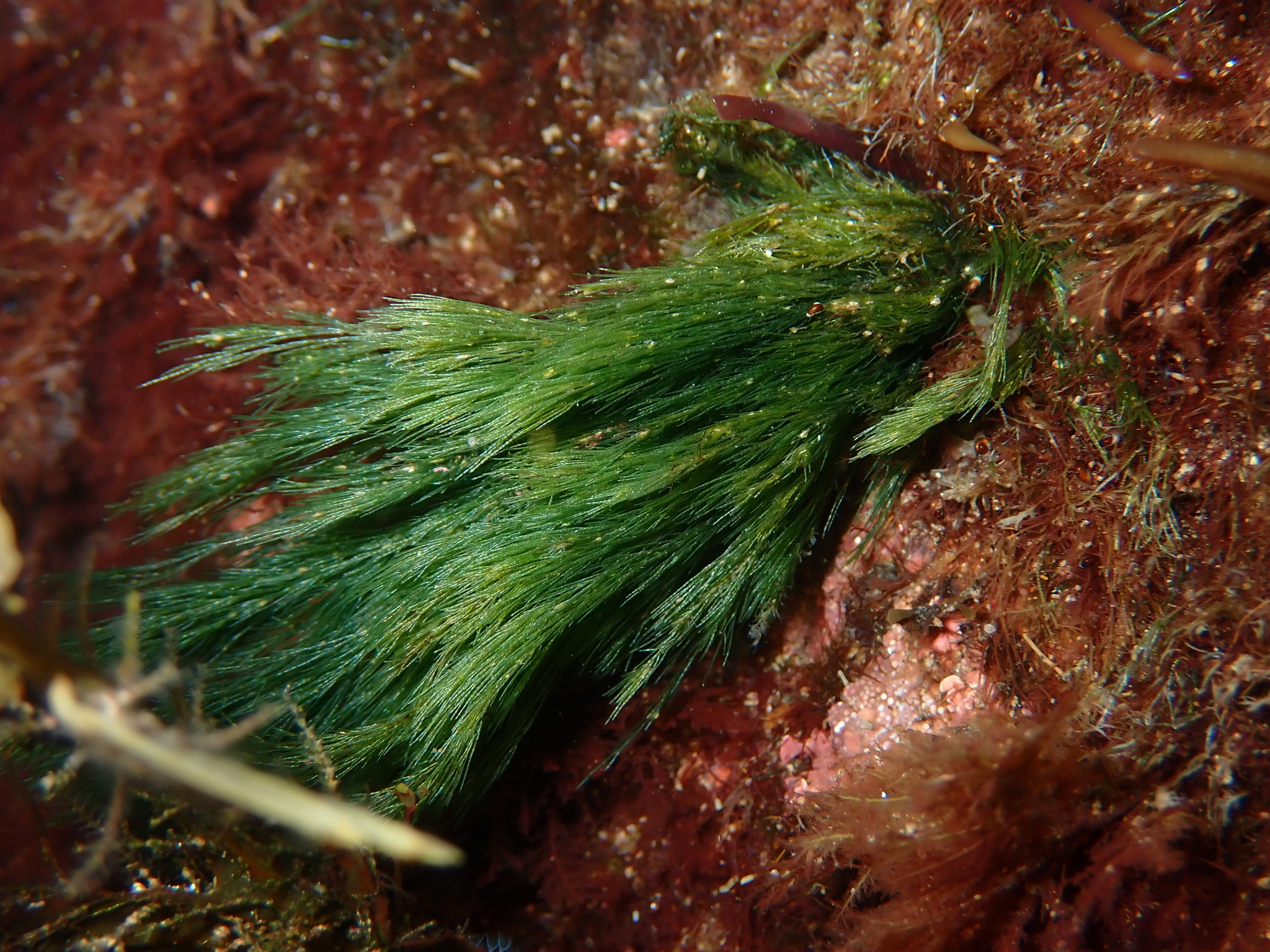 Cladophora rupestris