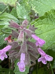 Stachys chamissonis