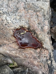 Bacteria