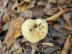 Lactifluus deceptivus