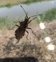 Centrocoris variegatus