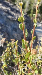 Holodiscus discolor microphyllus