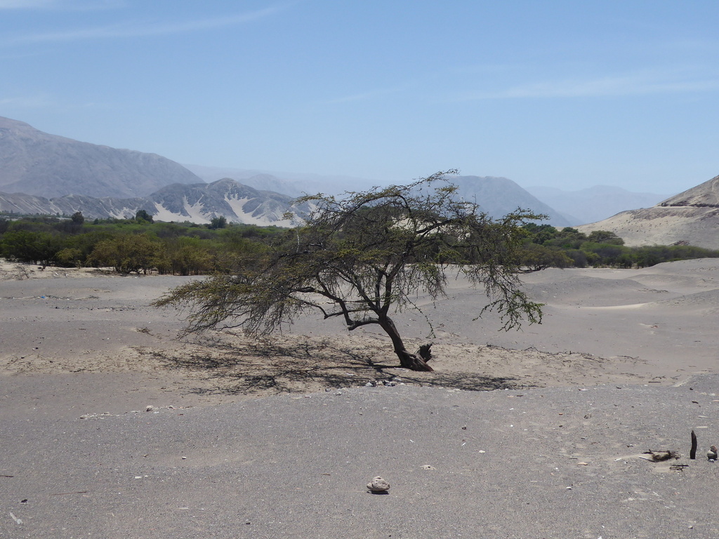 Prosopis limensis Benth. 4