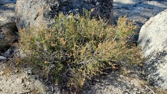 Holodiscus discolor microphyllus