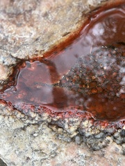 Bacteria