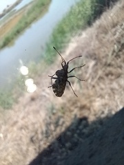 Centrocoris variegatus