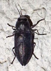 Melanophila
