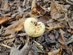 Lactifluus deceptivus