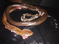 Mastigodryas melanolomus