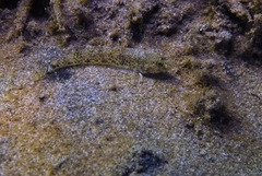 Favonigobius lateralis