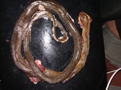 Mastigodryas melanolomus