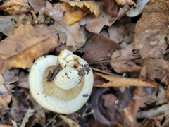Lactifluus deceptivus