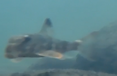 Hypentelium nigricans