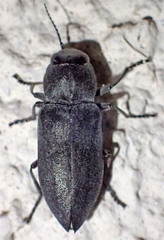 Melanophila