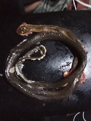 Mastigodryas melanolomus