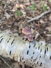 Mycena haematopus