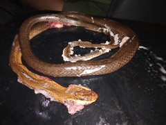 Mastigodryas melanolomus