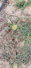 Euphorbia davidii
