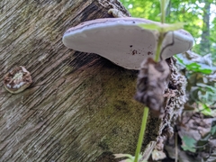 Ganoderma applanatum