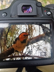 Setophaga occidentalis