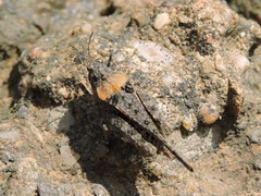 Paratettix mexicanus