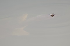 Apalone ferox