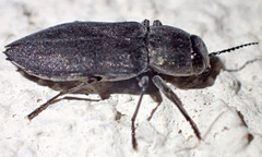 Melanophila