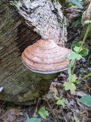 Ganoderma applanatum