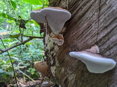 Ganoderma applanatum