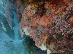Lithothamnion
