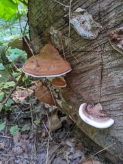 Ganoderma applanatum