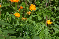 Calendula