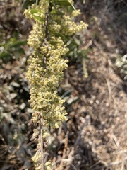 Artemisia douglasiana