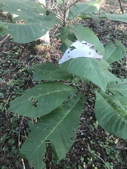 Magnolia macrophylla