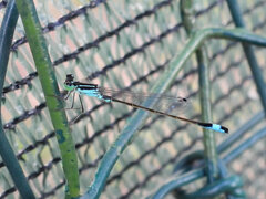 Ischnura elegans