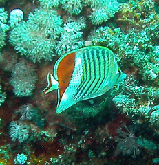 Chaetodon paucifasciatus