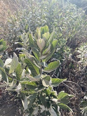 Artemisia douglasiana