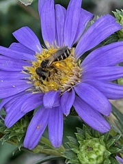 Halictus ligatus