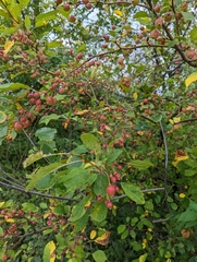 Malus coronaria