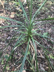 Yucca aloifolia