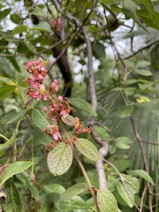 Heteropterys brachiata