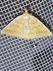 Zanclognatha jacchusalis