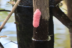 Pomacea canaliculata