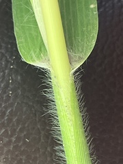 Panicum miliaceum miliaceum