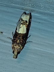 Epinotia trigonella