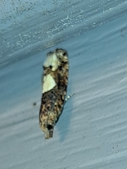 Epinotia trigonella