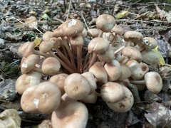 Desarmillaria tabescens