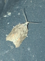 Acleris effractana